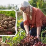 Dokładny kalendarz daczy na sierpień 2025: tylko w tych terminach