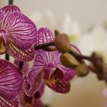 Gdzie przyciąć orchideę: jeden błąd i nie będzie kwiatów
