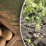 Ile ziemniaków zbiera się z jednego krzaka: producenci warzyw zaskoczeni
