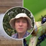 Mrówki znikną w tydzień: najlepszy sposób na wyeliminowanie owadów w