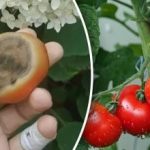 Pomidory gniją pod korzeniem: co należy zrobić rano i wieczorem?