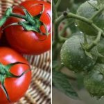 Pomidory nie rumienią się w sierpniu: jak pomóc im dojrzeć