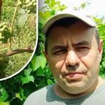 Sekret sierpnia: ogrodnik opowiedział, jak sprawić, by jagody winogron były