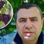 Sekretne lekarstwo z apteczki: jak chronić winogrona przed chorobami za