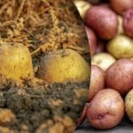 Zgniłe przed zimą: czego nie można przechowywać w ziemniakach